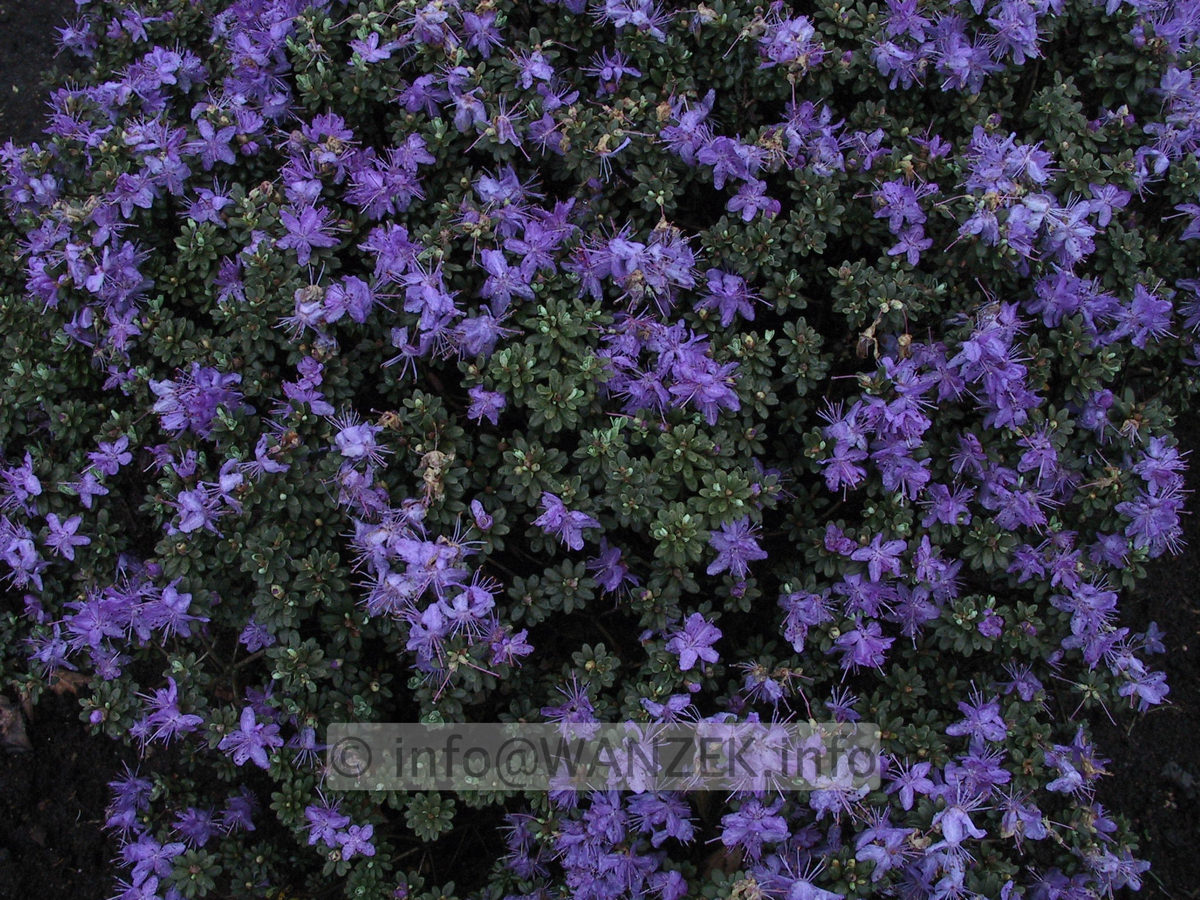 Rhododendron impeditum.JPG